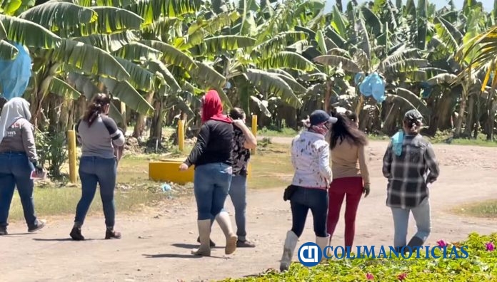 Cultivo de Plátano