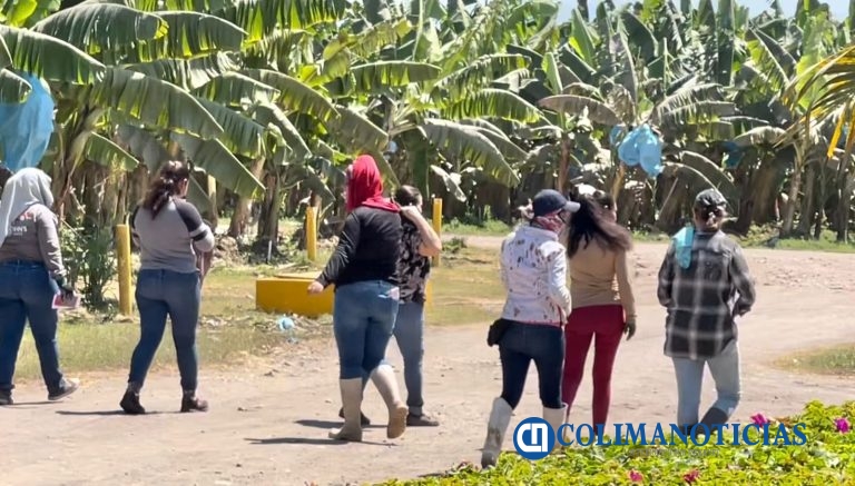 Superficie de cultivo de plátano se mantiene sin crecimiento: Jorge González Magaña