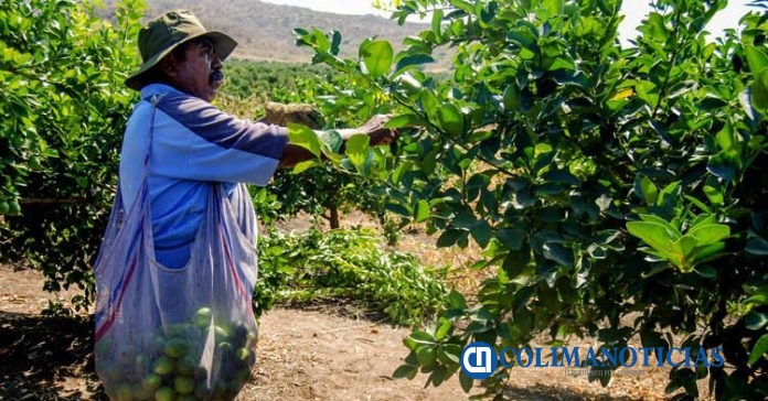 Cultivo de limón está en riesgo
