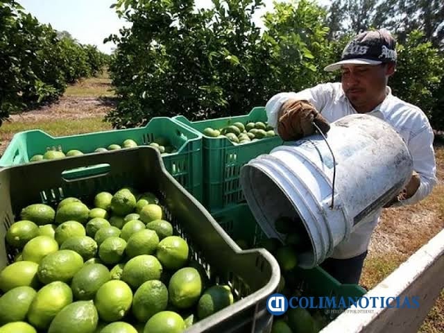 Inegi destaca crecimiento económico de Colima en el sector agropecuario, industrial y de servicios