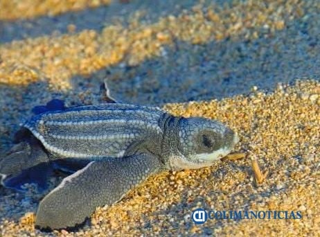 Inicia temporada de anidación de tortugas en Manzanillo