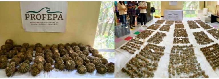 Más de 2 mil cactáceas procedentes de Chile y México son asegurados por Profepa