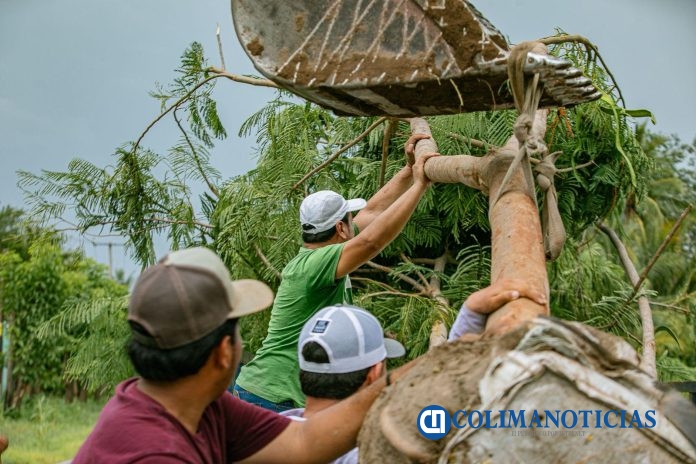 Realizan en Cofradía de Juárez la primera jornada de reforestación “Un futuro más verde” (2)