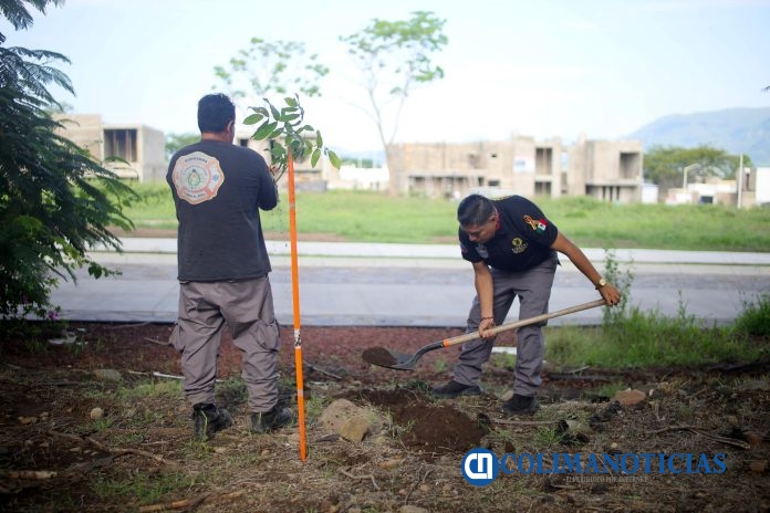 Reforestan andador y carretera Comala – Villa de Álvarez