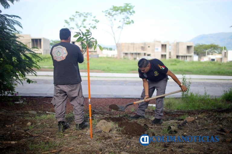 Reforestan andador y carretera Comala – Villa de Álvarez