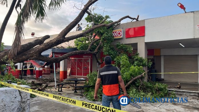 Ayuntamiento de Colima atiende árbol caído en la Central de los Rojos (3)