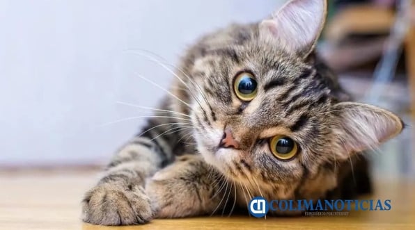 Dìa Internacional del Gato