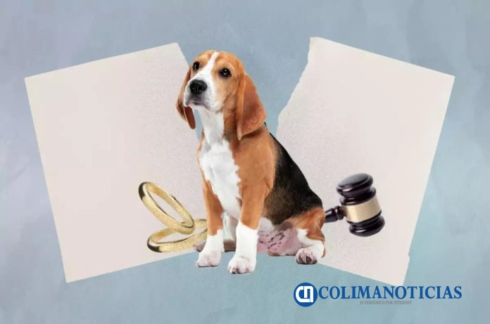 En CDMX aprueban reforma para la custodia manutención y cuidados de los animales de compañía