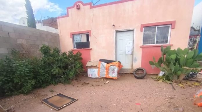 Fiscalía de Sonora rescata 54 cachorros