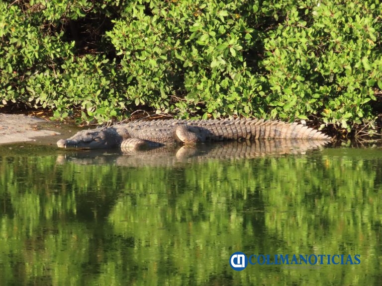 Habitan en la Laguna de Valle de Las Garzas 238 cocodrilos, según Asipona-Manzanillo