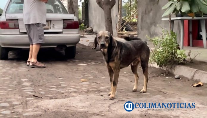 Preocupa en Tecomán alta incidencia de enfermedades transmitidas por garrapatas