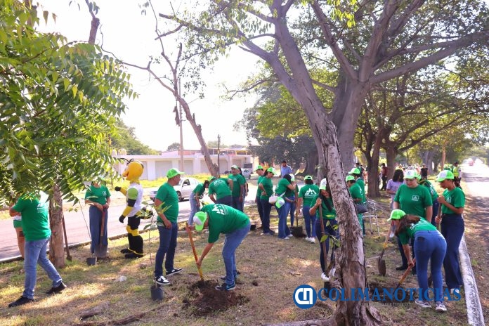 Reforestación urbana en el camellón de la avenida Niños Héroes (2)