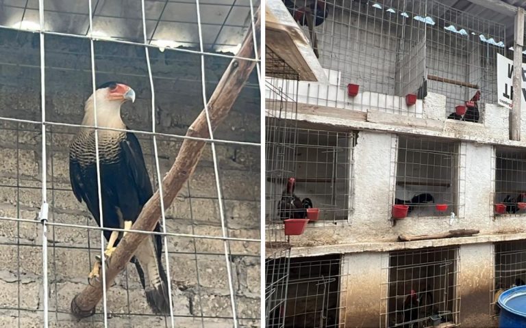 Rescatan más de 100 aves de criadero ilegal en Edomex