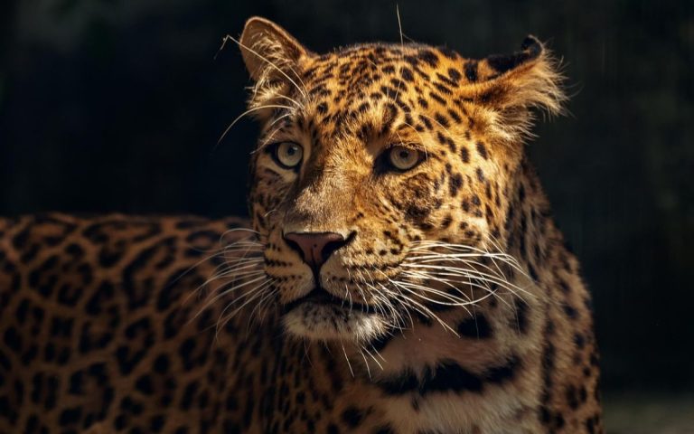 18 países acuerdan plan de acción para proteger al jaguar