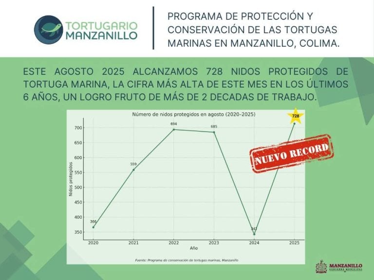 Durante agosto aseguraron 728 nidos de tortuga en playa de Manzanillo