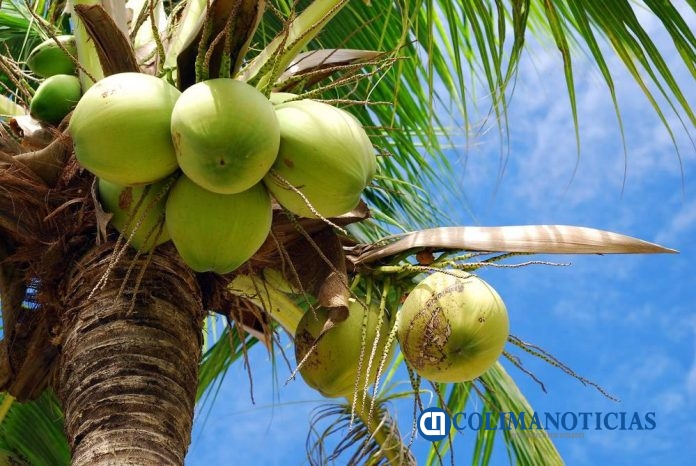 Asociación de Productores de Coco