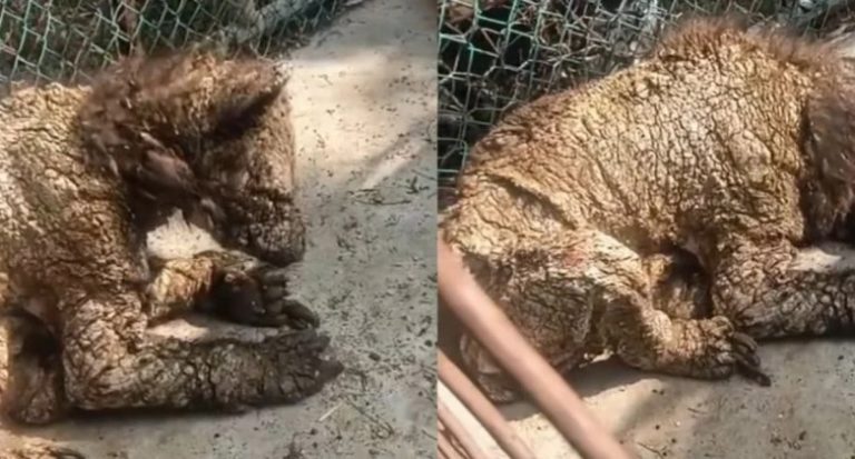 Denuncian el abandono de una osezna que se encuentra en el zoológico La Pastora, de Nuevo León