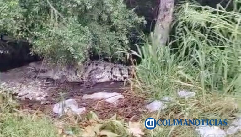 Detectan cocodrilos en el estero Palo Verde; piden precaución a automovilistas y pescadores