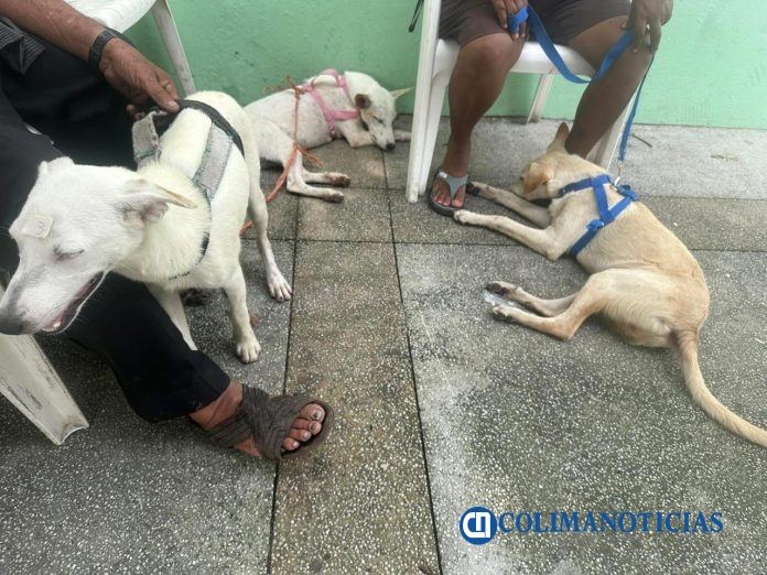 La asociación animalista DARÁ