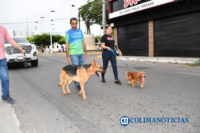 Llaman a fomentar adopción y educación para frenar el abandono animal
