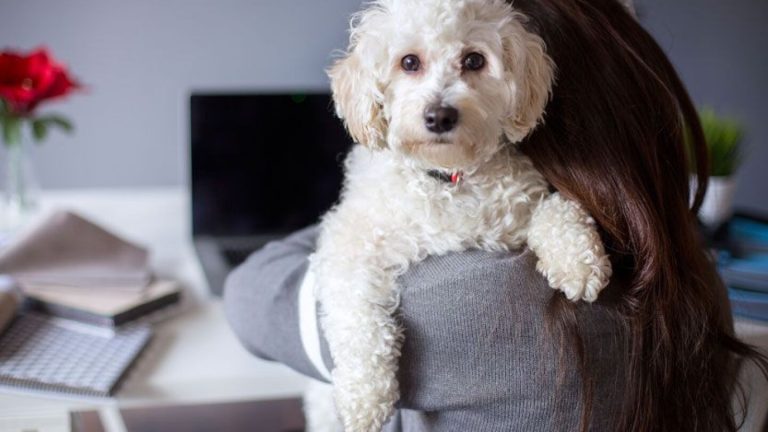 ¿Cómo proteger a tus mascotas en un sismo?