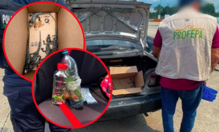 Rescata Profepa a 40 animales silvestres traficados en Tabasco