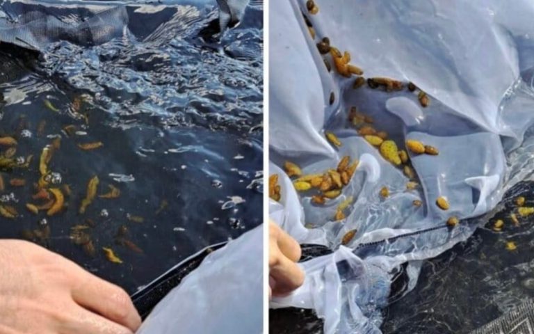 Aumentan en México los permisos para capturar al pepino de mar café