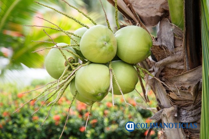Productores de Coco en Armería