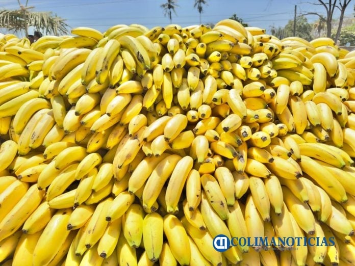 Productores de Plátano