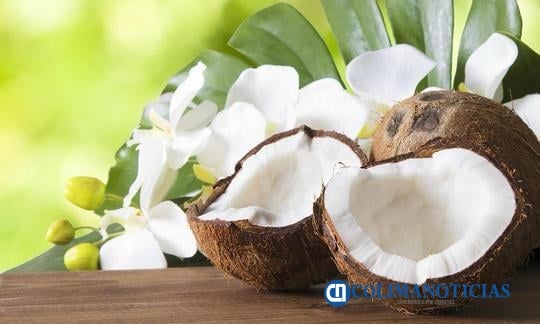 Productores de coco en Armería