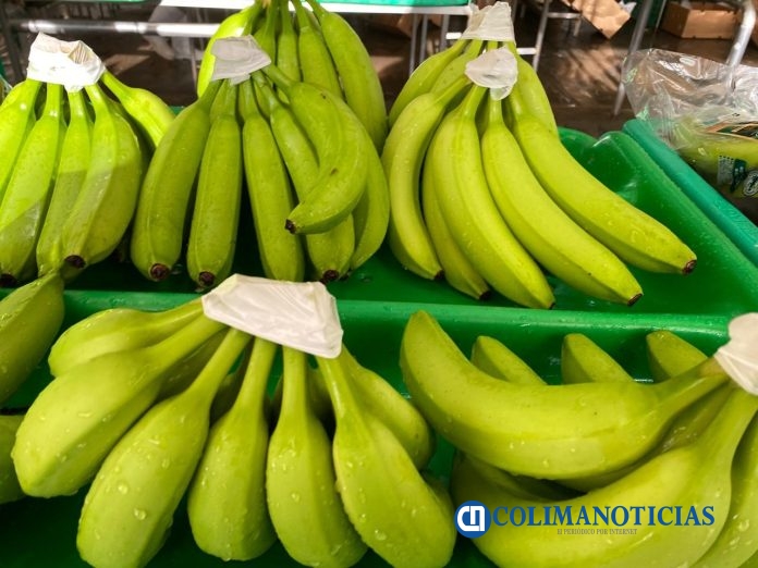 Productores de plátano