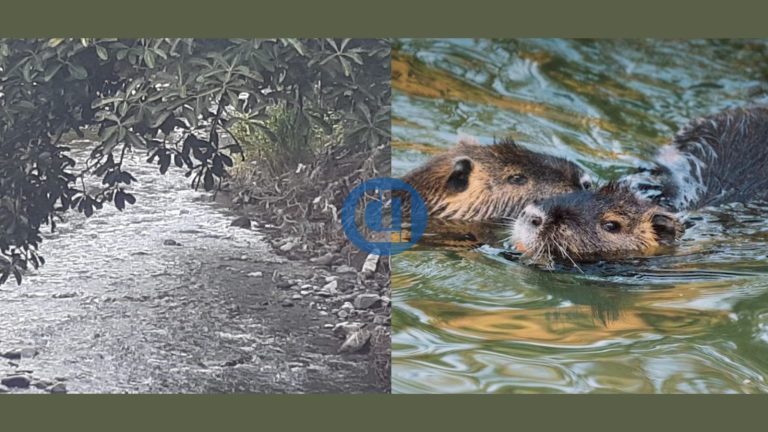 Se registra avistamiento de Nutrias en el Rio Colima