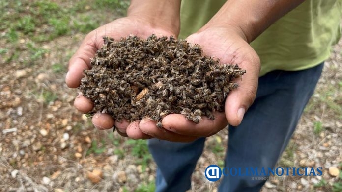 Trabas legales frenan denuncias por muerte masiva de abejas en Colima