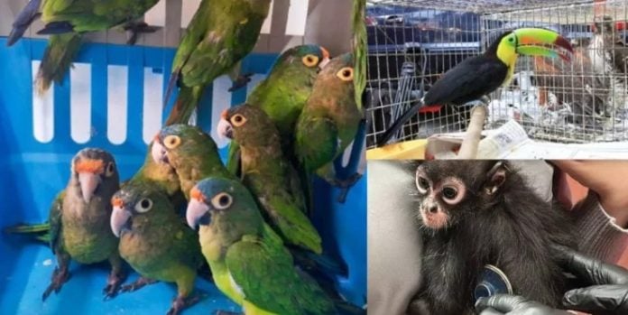 Tráfico de animales exóticos en México
