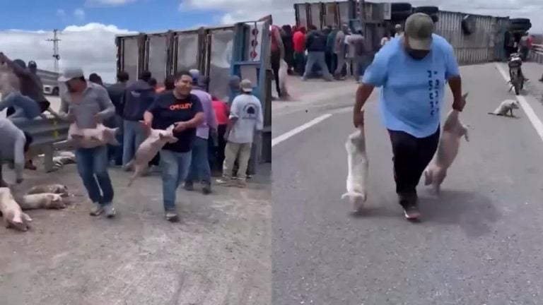 Tráiler con cerdos vuelca en San Luis Potosí y desata rapiña