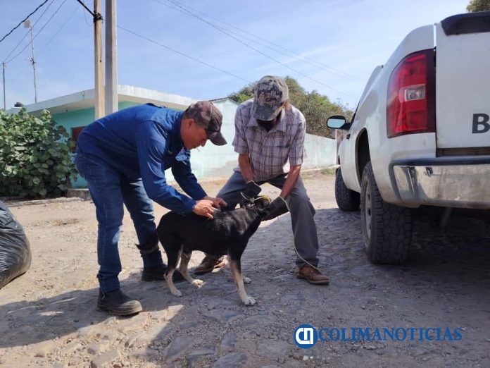 Vacunación Gratuita Antirrábica Canina y Felina 2025 (3)