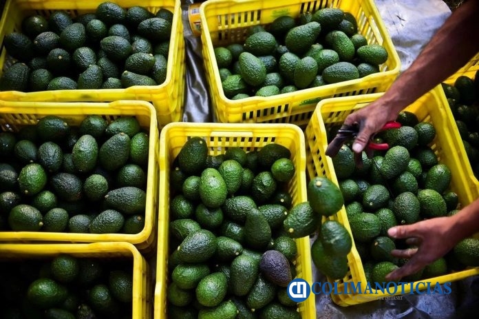 Aguacate