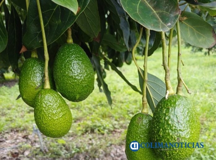 Aguacate de Colima