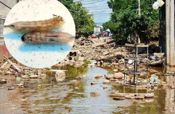 Aparecen gusanos cola de rata en Poza Rica tras inundaciones y alertan a vecinos