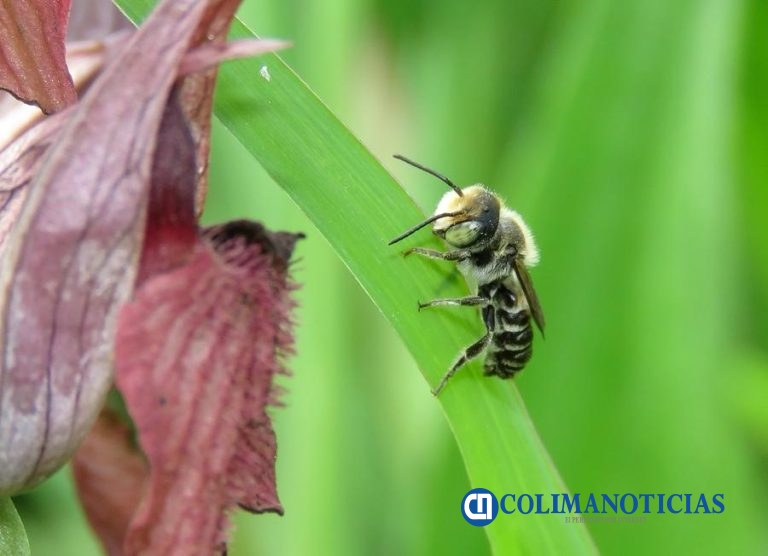 Apicultor armeritense advierte sobre proliferación de abejas silvestres tras fumigaciones en Tecomán