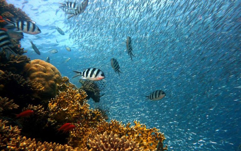 Científicos alertan ante muerte de arrecifes por calentamiento global