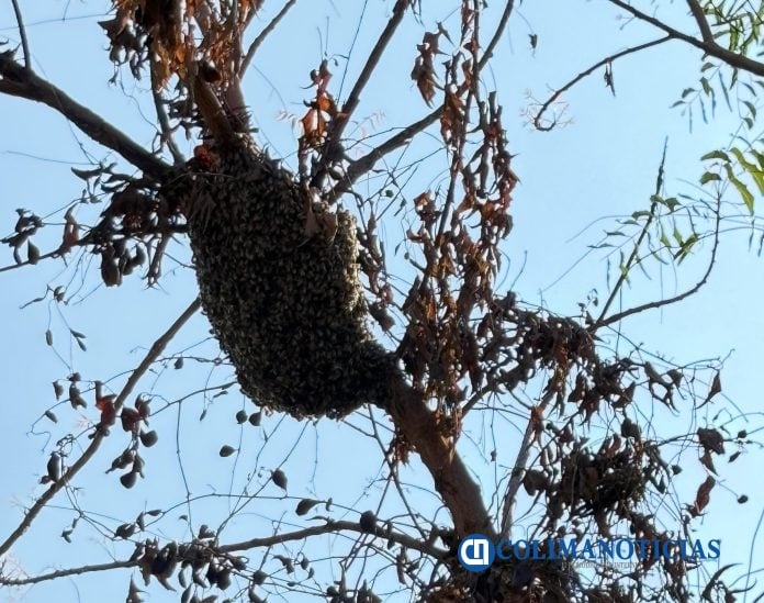 Atienden enjambres de abejas en el panteón municipal de Tecomán