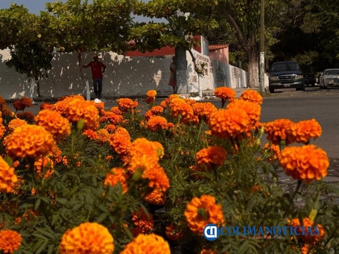 Aumento en el precio de las flores
