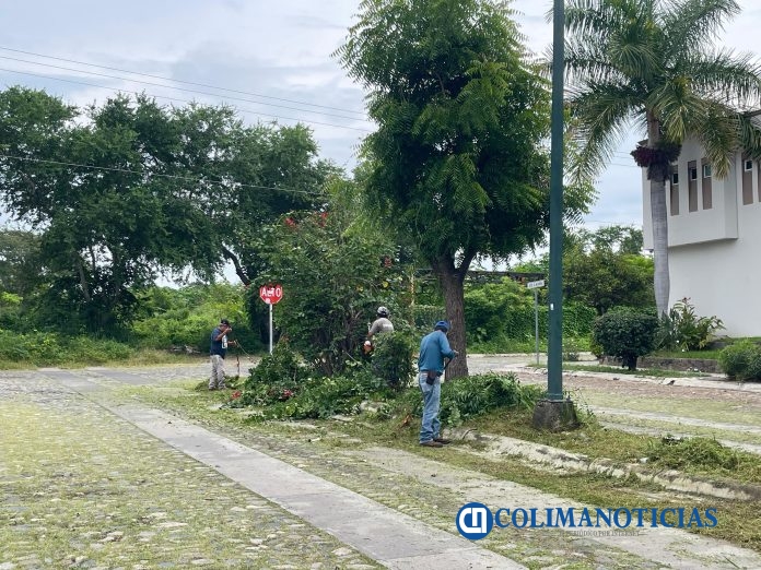 Campañas permanentes de poda y recolección (4)