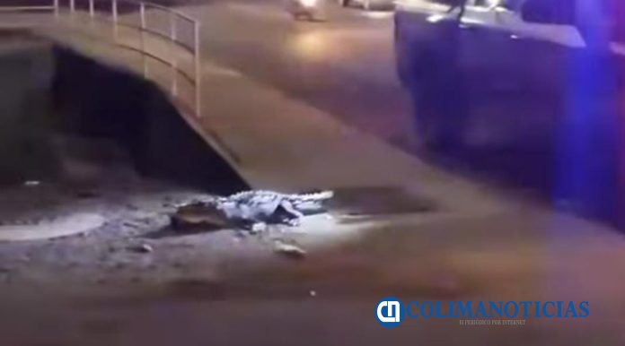 Enorme cocodrilo en la avenida Elías Zamora -Manzanillo