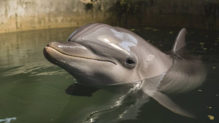 Fundación Animal Heroes denuncia maltrato y abandono del delfín Mincho en Cancún 
