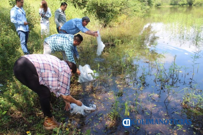 Gobierno del Estado de Colima entrega más de 100 mil alevines en comunidades de Comala