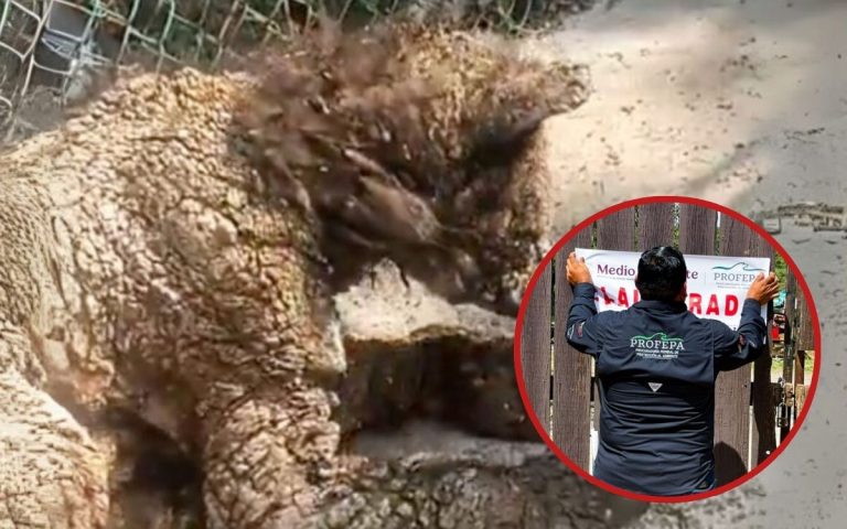 Profepa clausura el zoológico La Pastora por caso de ‘Mina’