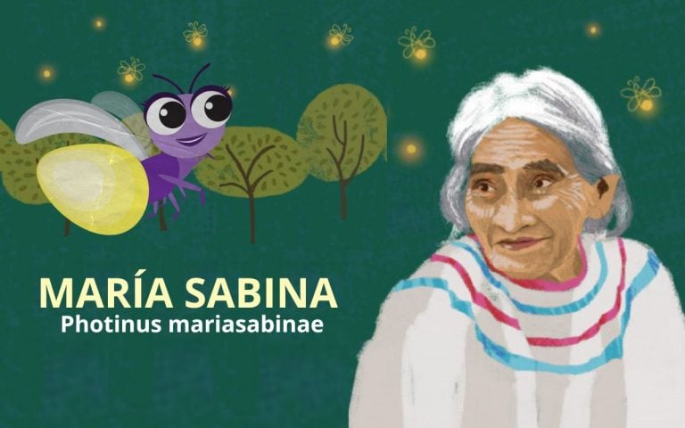 Nueva especie de luciérnaga hallada en Chapultepec recibe nombre de la chamana María Sabina
