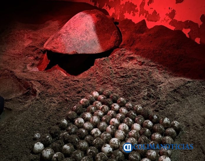 Marina aseguro más de 37 mil huevos la tortuga marina en playas de Manzanillo (2)